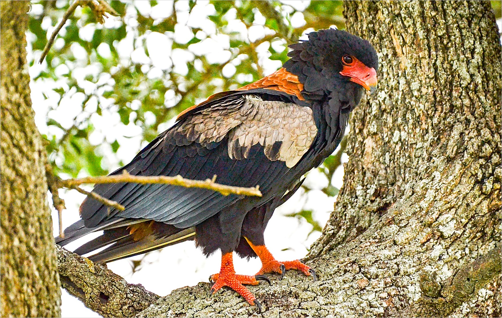 Masai Mara, Grassland and Savanna Birding