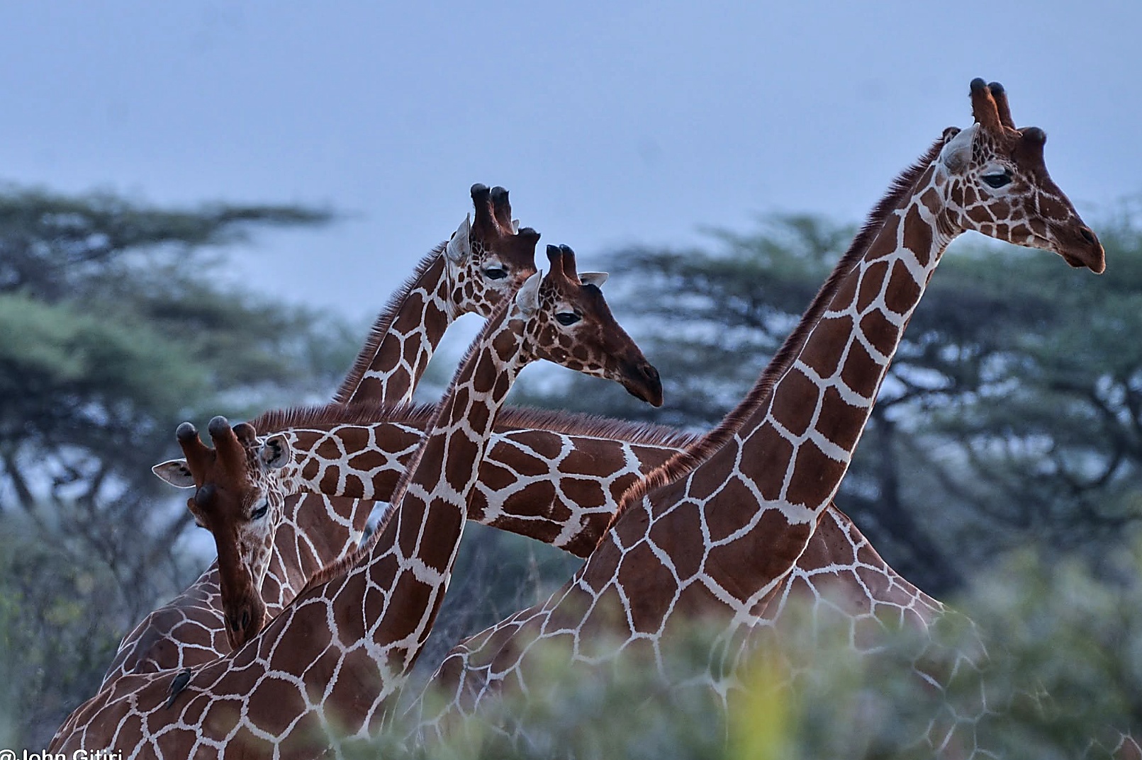 Northern Kenya Wildlife Safari