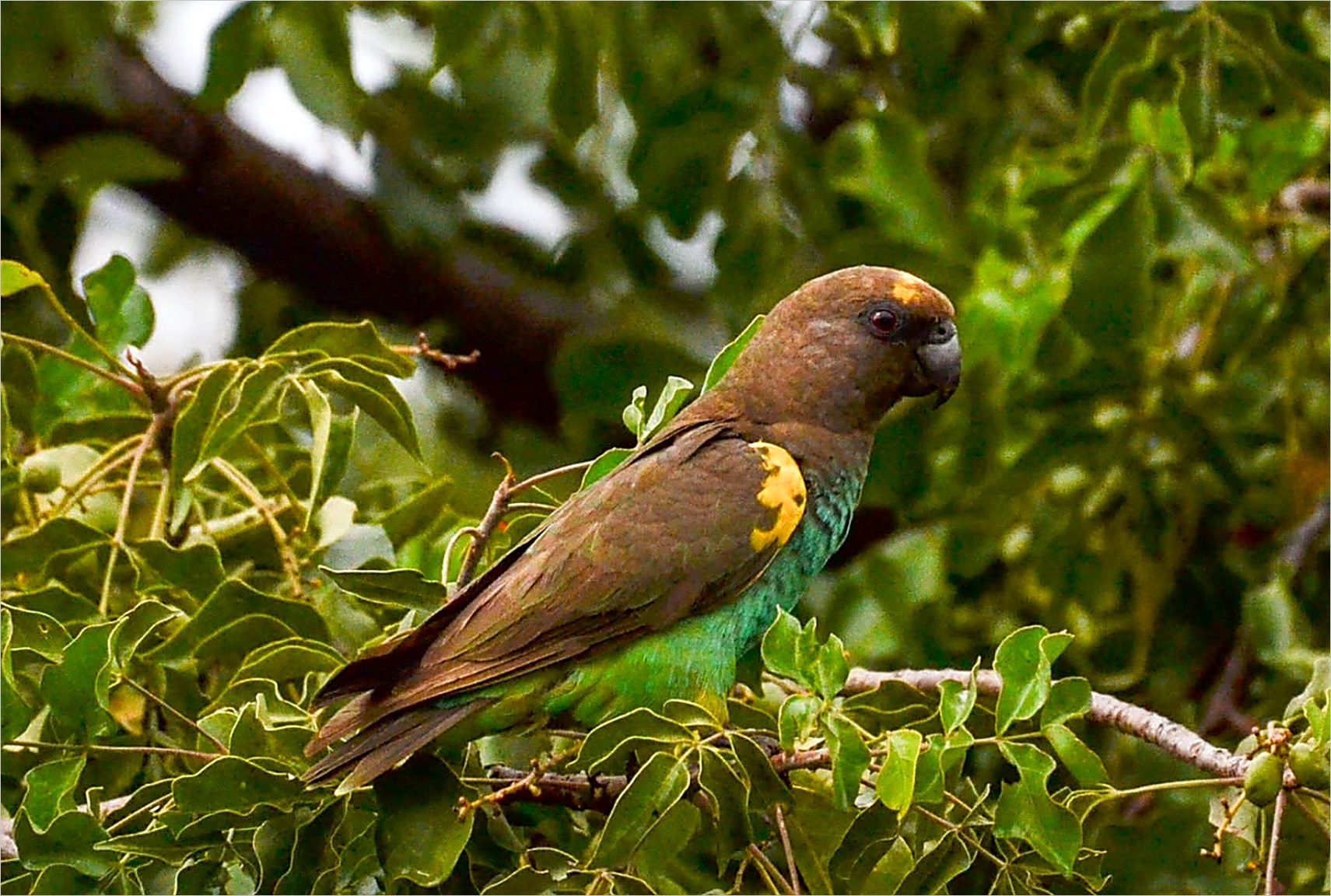 Meyer's Parrot