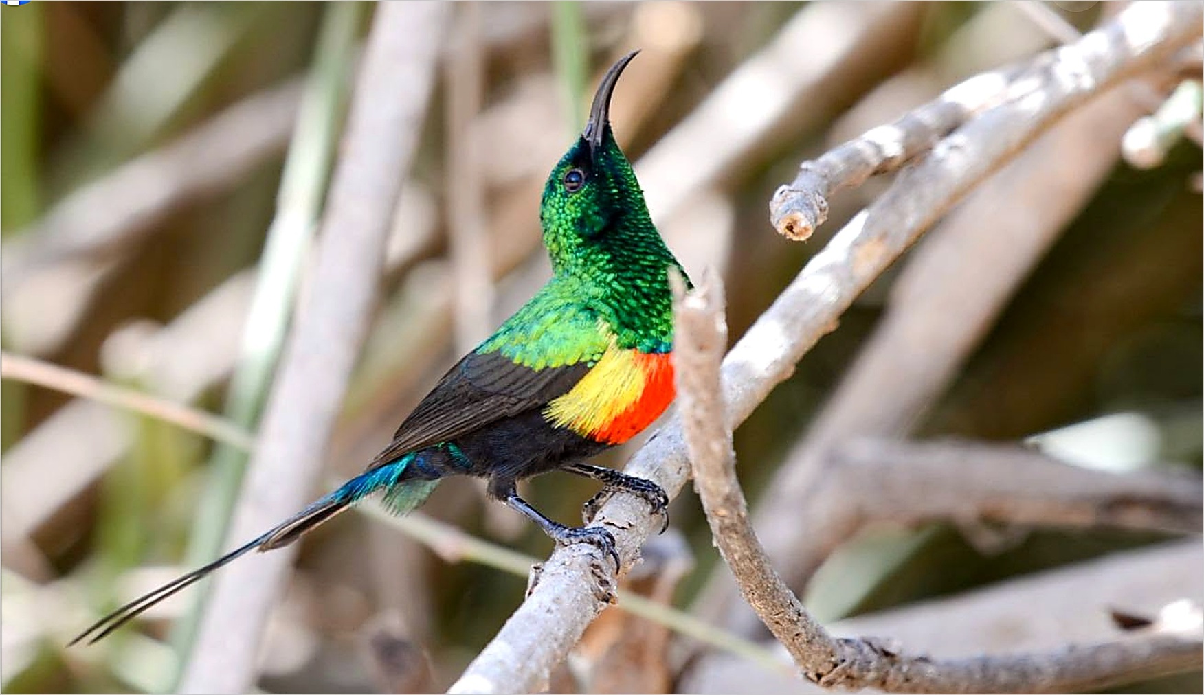 Combined Wildlife and Birding Safari