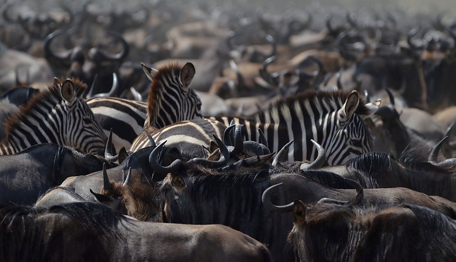 Mammal Watchers Classic, 7 Days Kenya