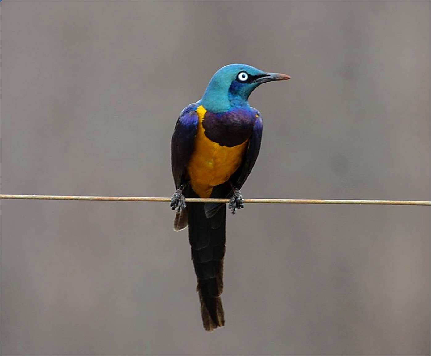 Samburu, Northern Kenya Birding Specialties