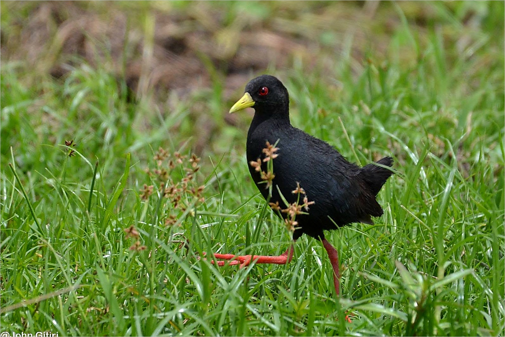Uganda
