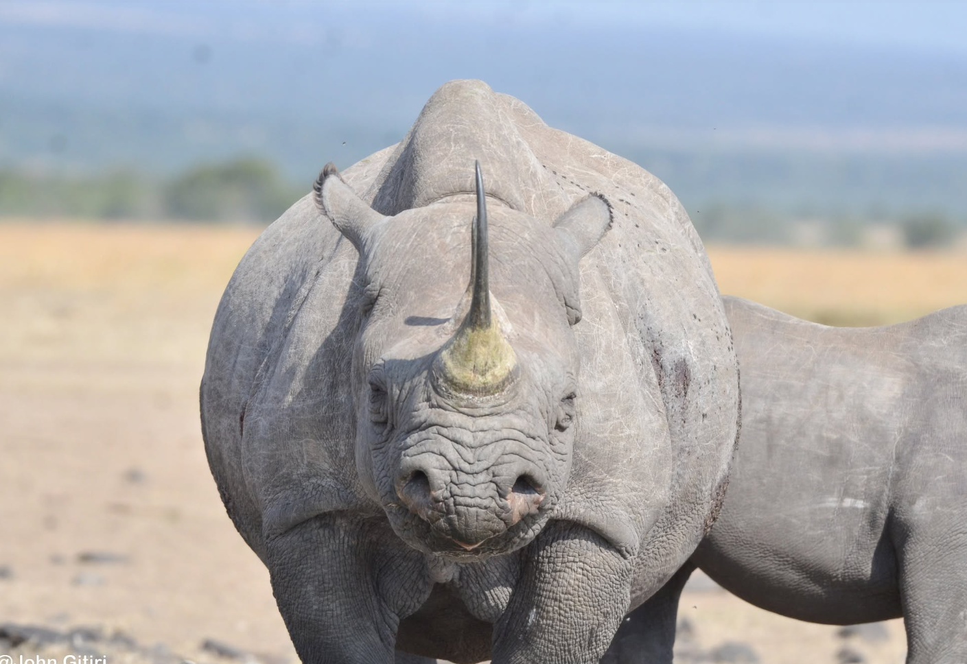 Black rhinoceros photographed at close range on safari