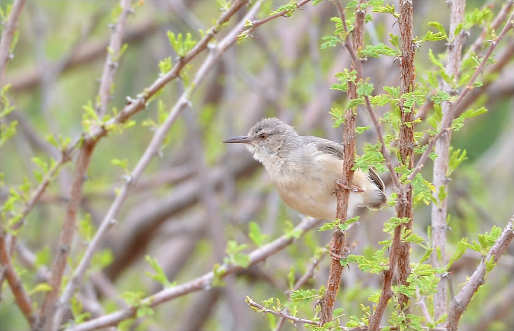 Pale Prinia