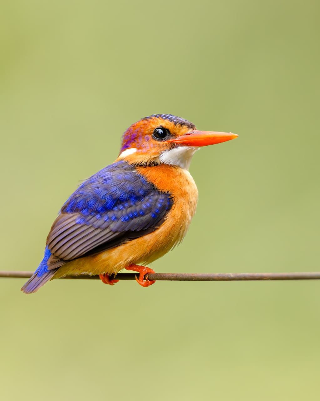 Malachite Kingfisher, specialist birding tours