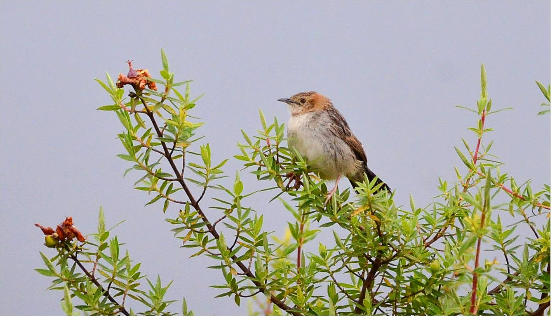 Rattling Cisticola · II