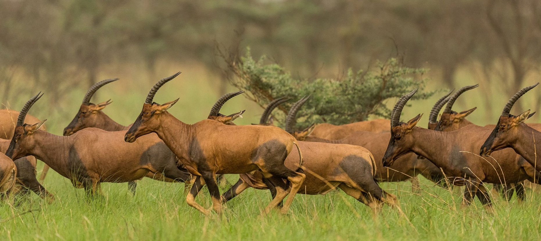 Topi herd moving through long grass at first light