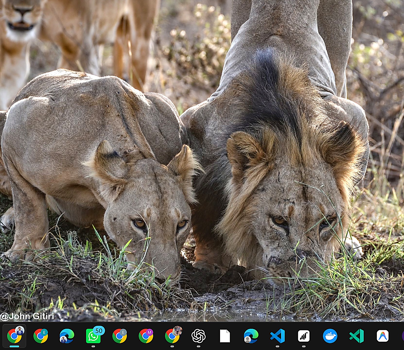 Great Migration Safari, Masai Mara