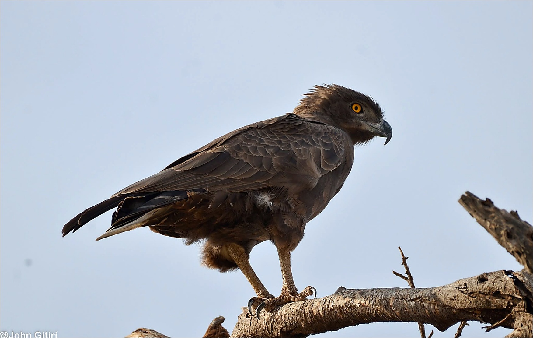 Brown Snake Eagle