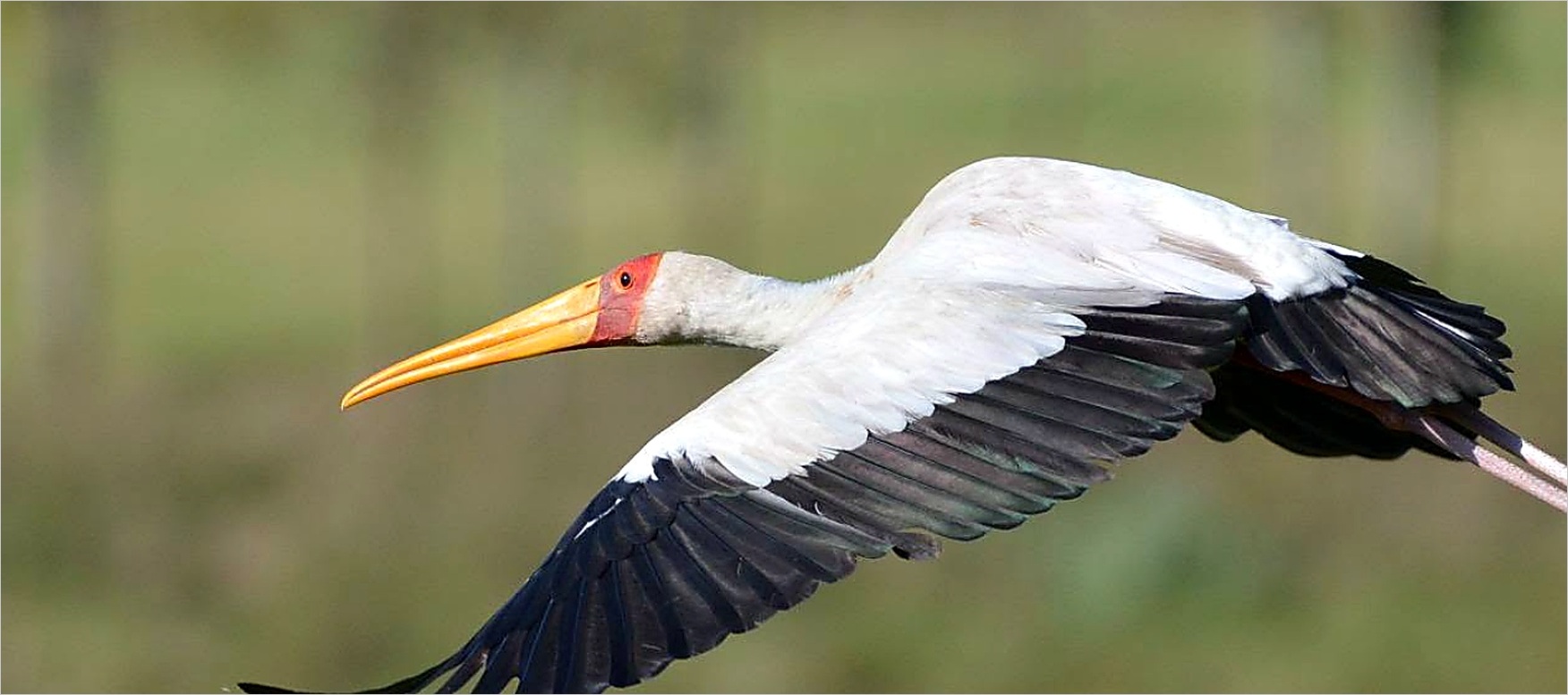 Yellow-billed Stork at the water's edge