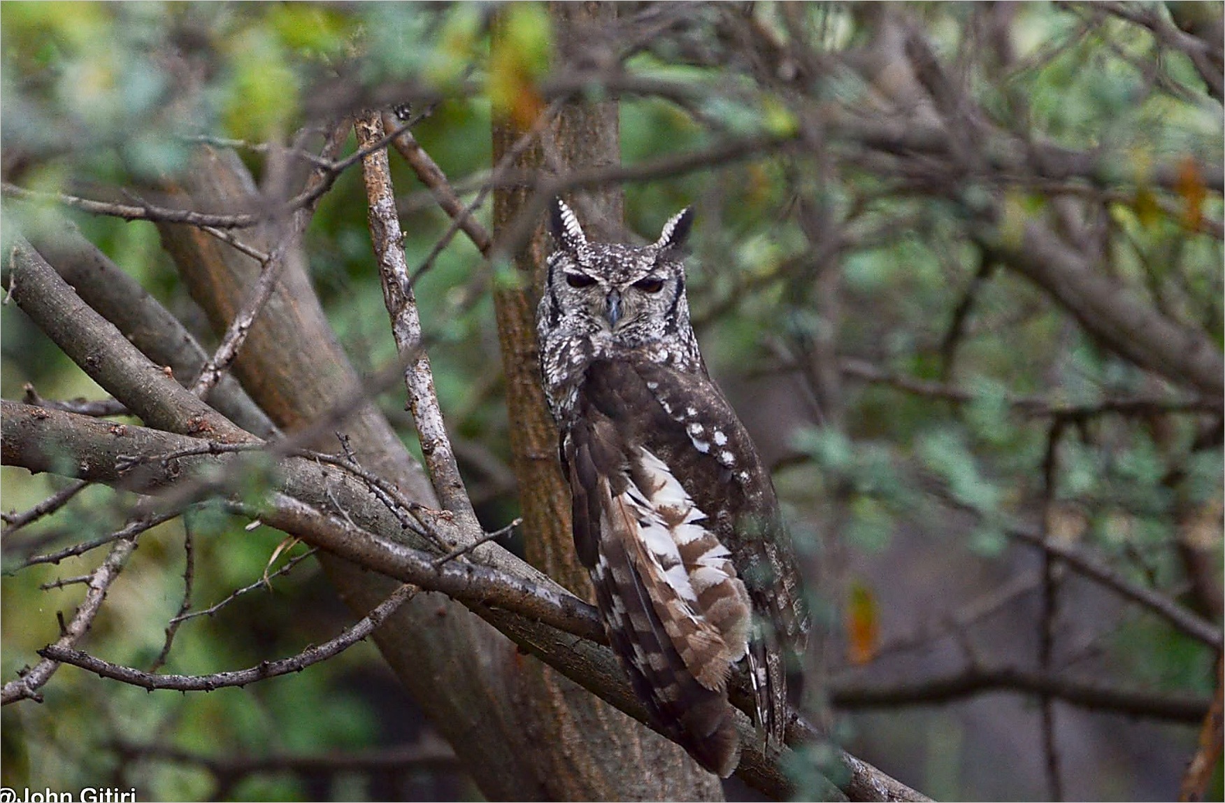 Spotted Eagle Owl at roost