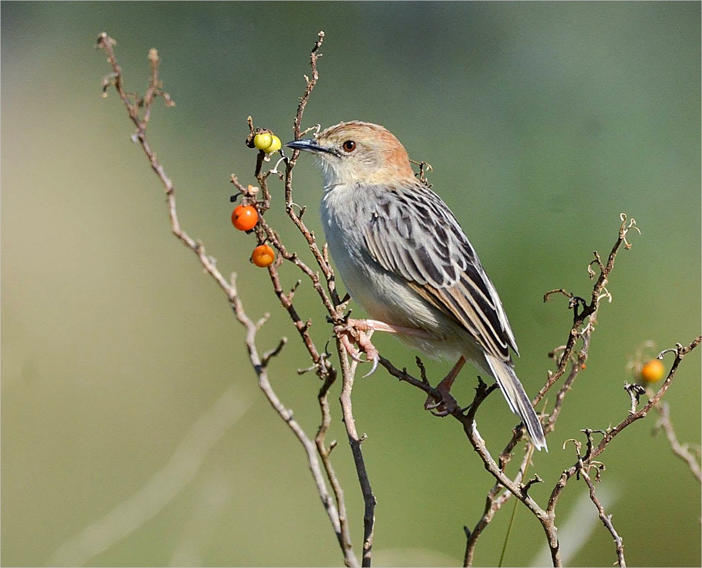 Rattling Cisticola