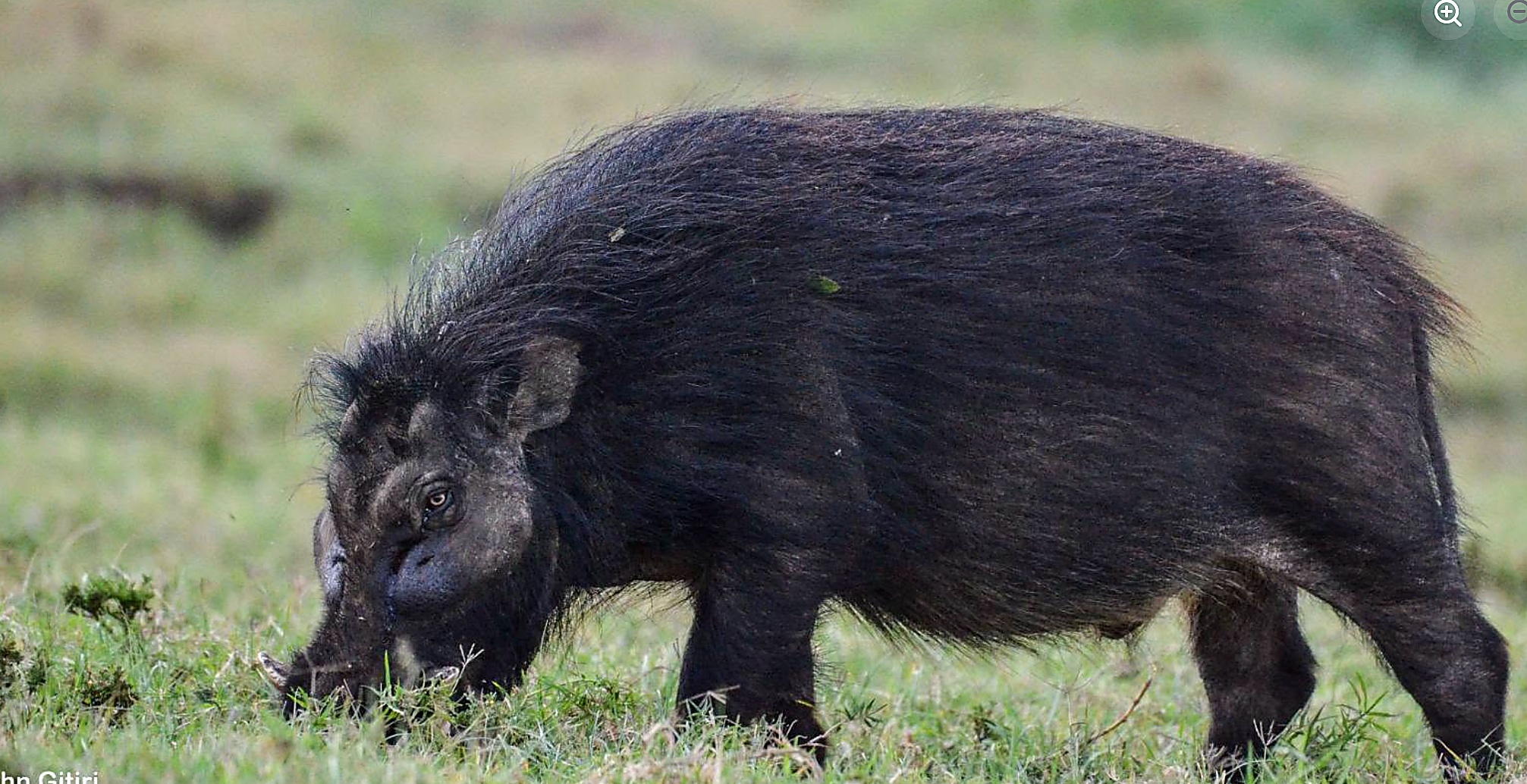 Central Highlands Wildlife