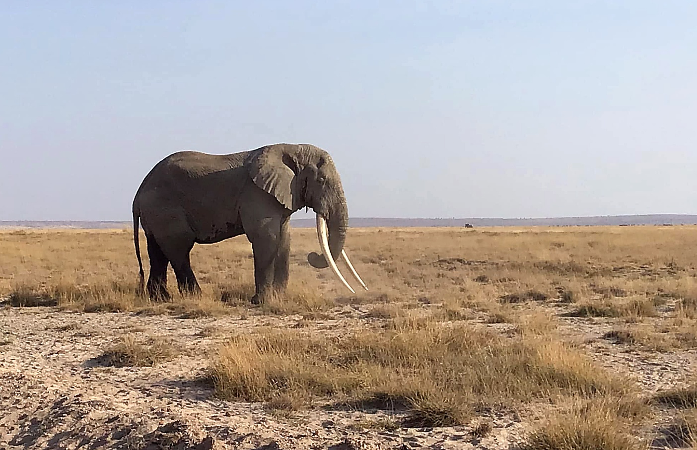 Family and Introductory Safari