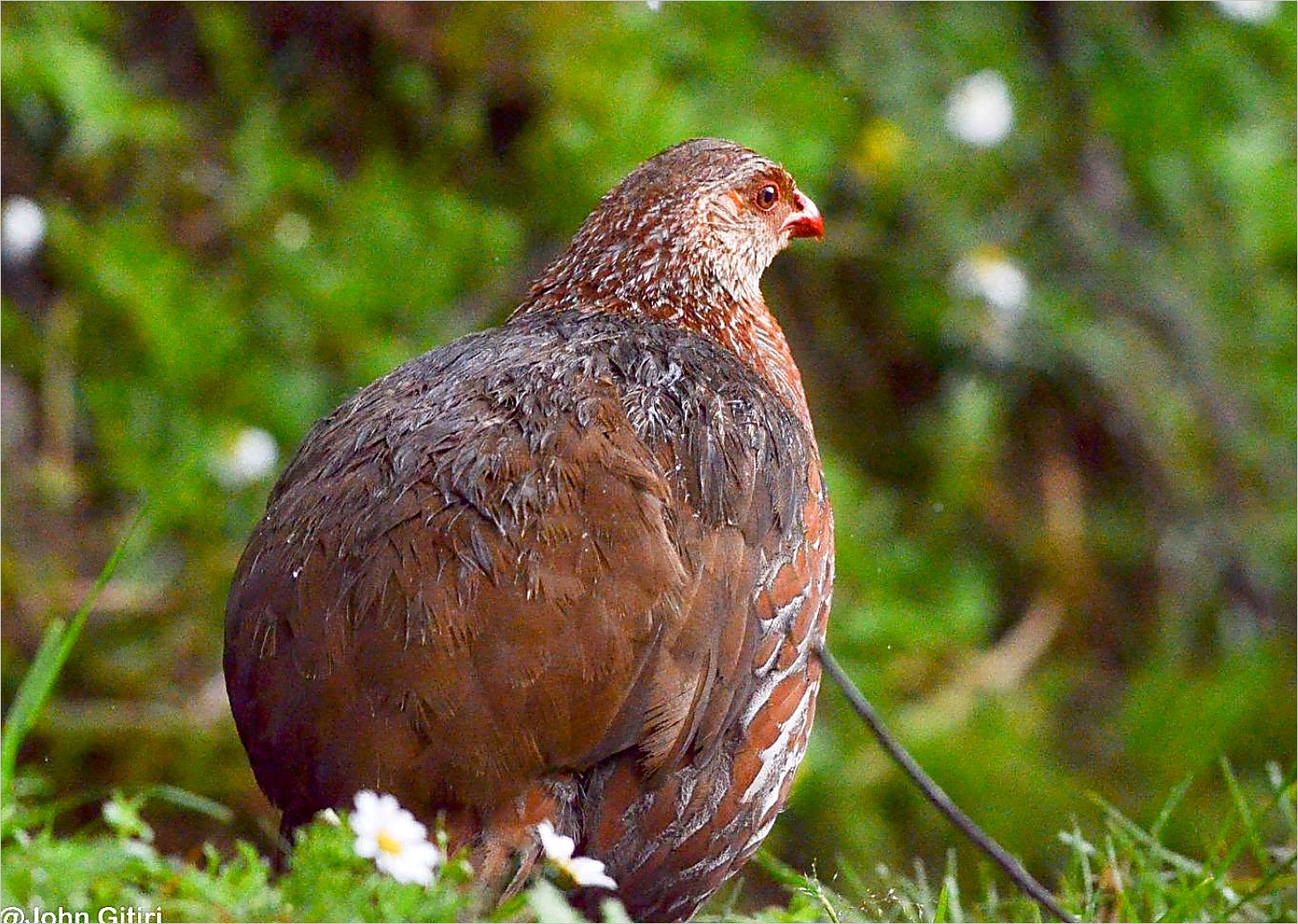 Jackson's Spurfowl