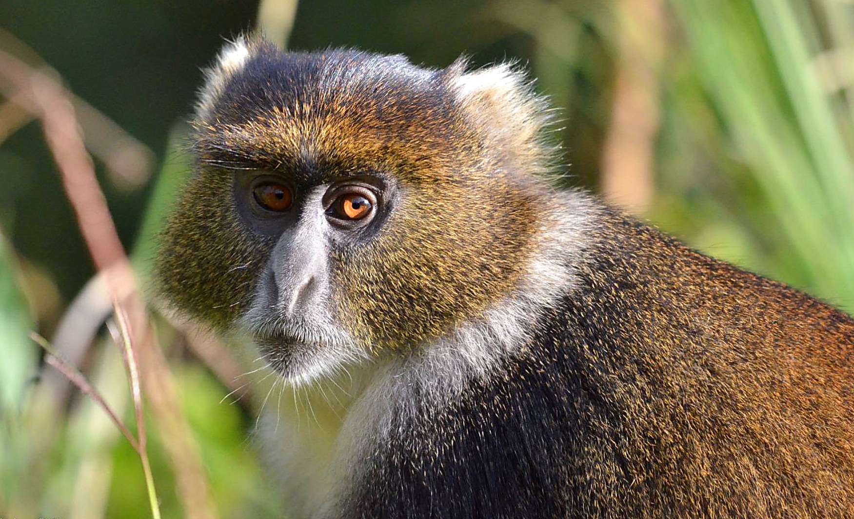 Kibale Forest