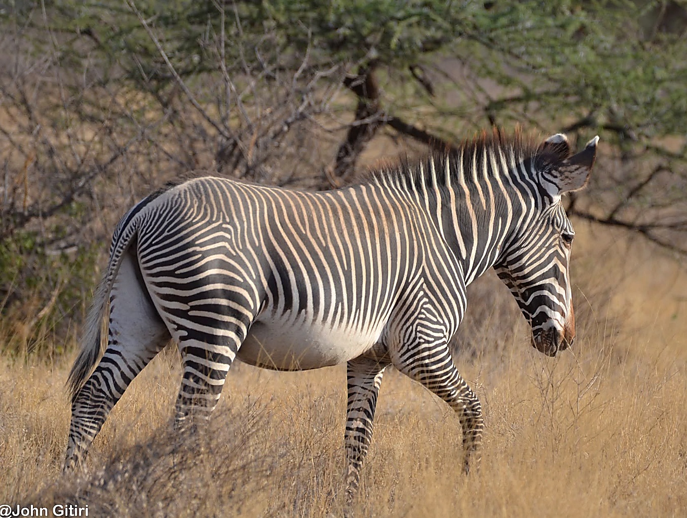 Kenya's Classic Mammal Safari