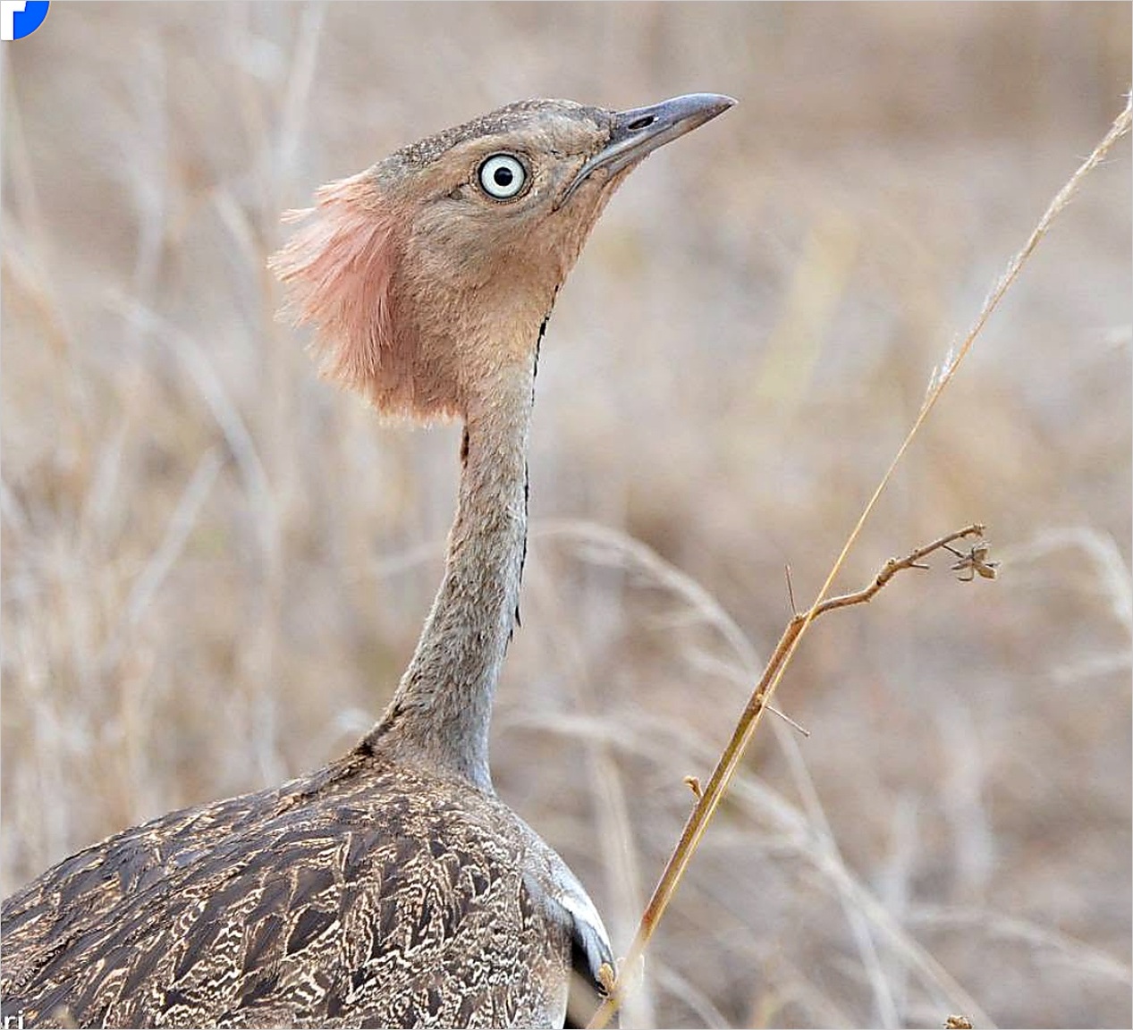 Northern Tanzania Birding