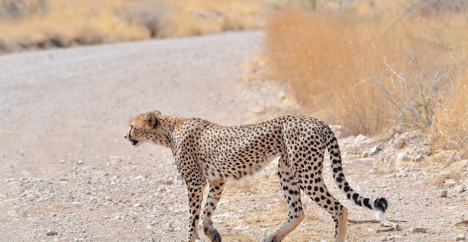 Wildlife Photography Safari
