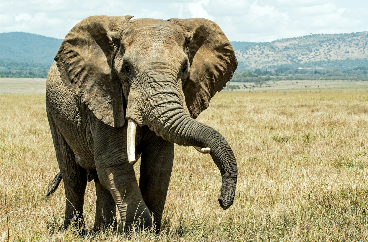 A bull elephant on the open plains of East Africa