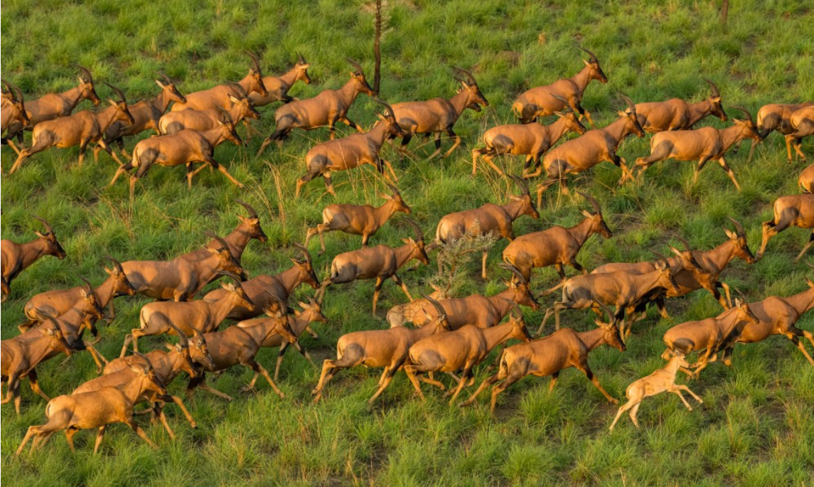 Tanzania