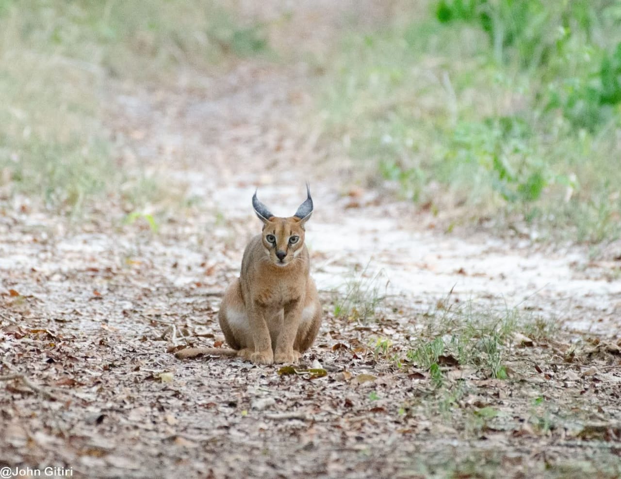Caracal on the move, mammal safaris