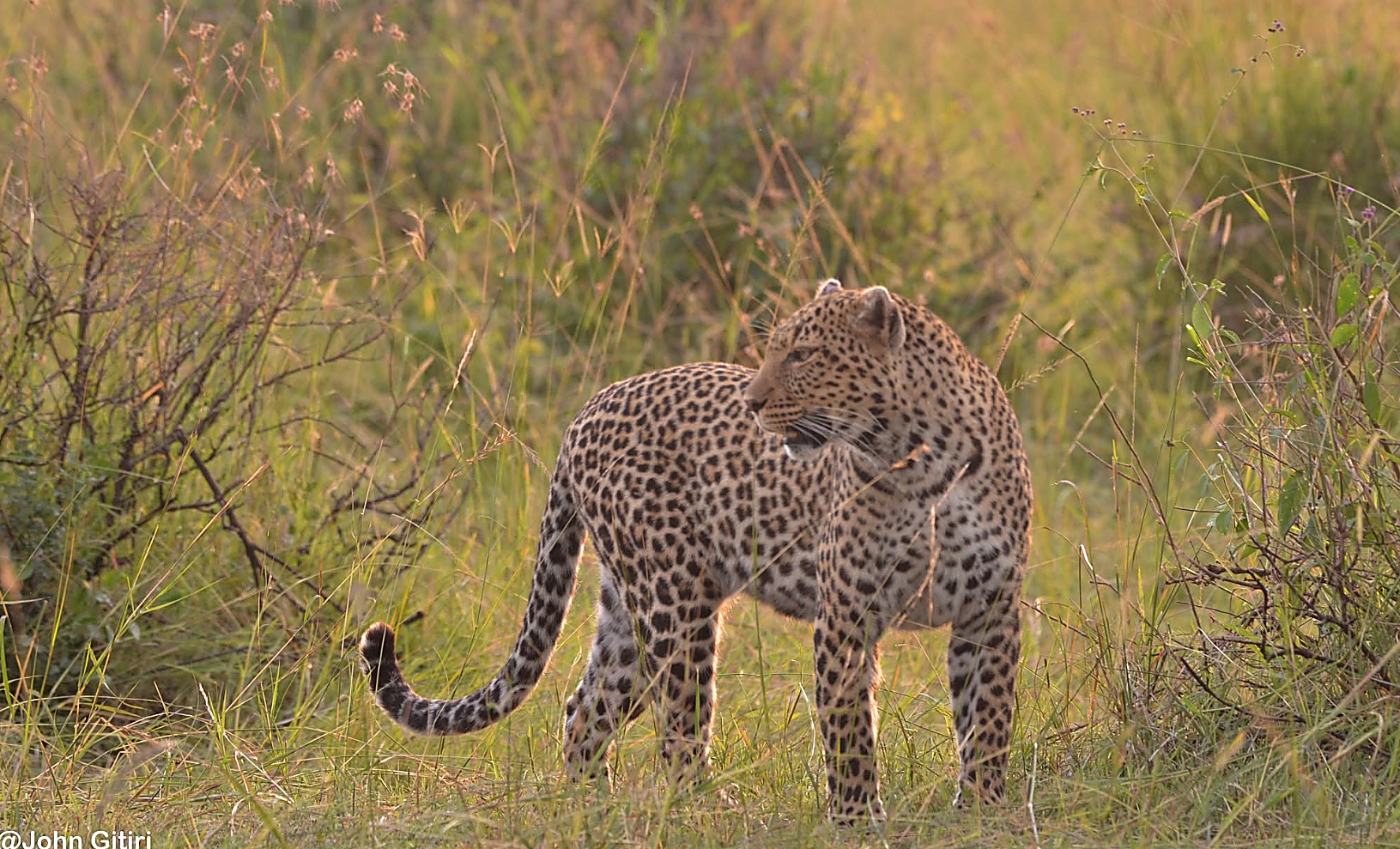 Rare Mammals Safari, East Coast