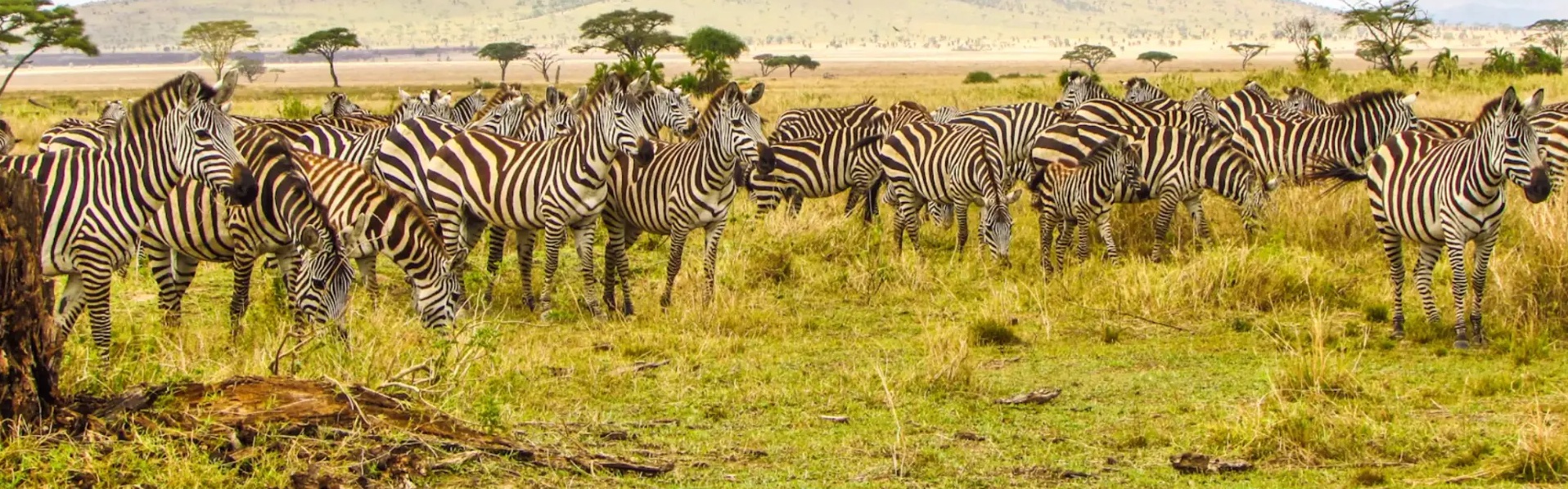 A herd of zebra crossing the Serengeti plains at golden hour