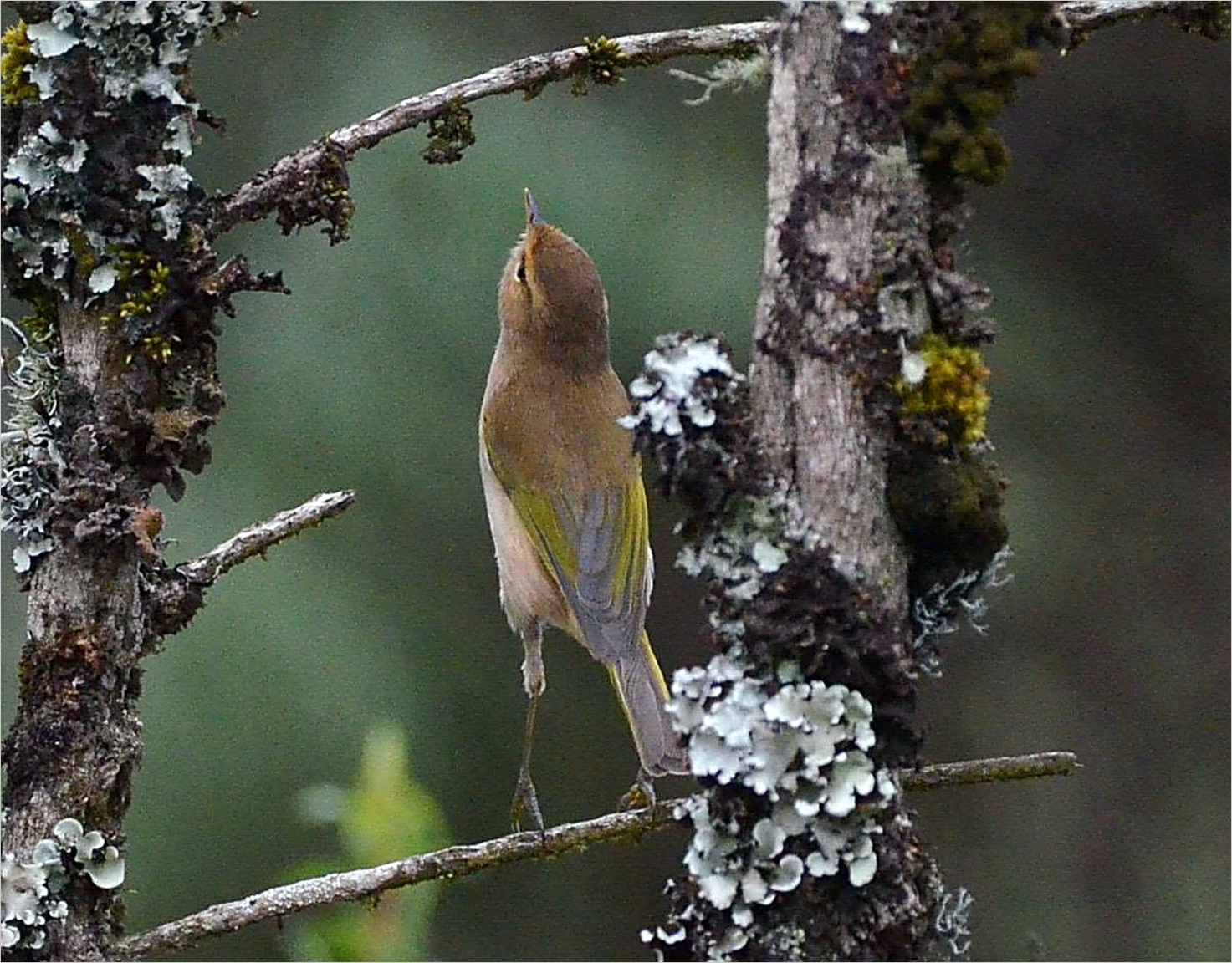 Brown Woodland Warbler