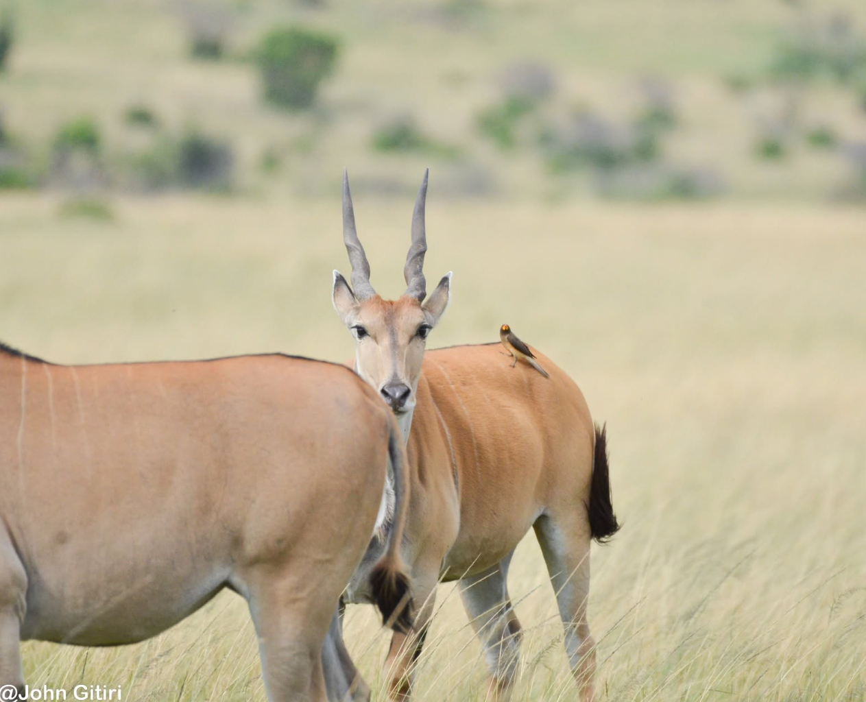 Common eland with a yellow-billed oxpecker, photographed on safari