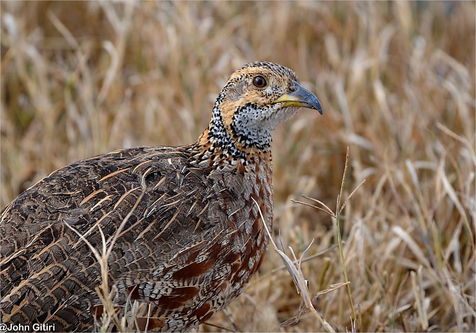 Kinangop Plateau, Sharpe's Longclaw and Highland Endemics