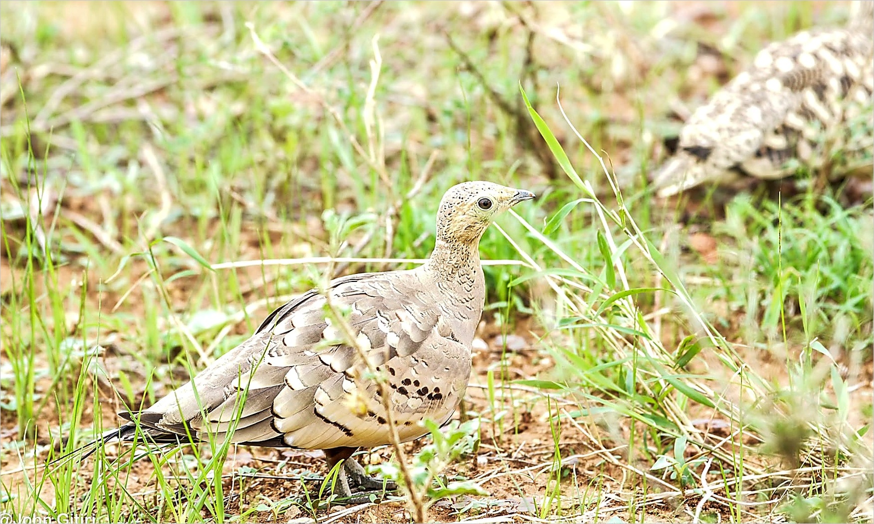 Black Faced Sandgrouse · II