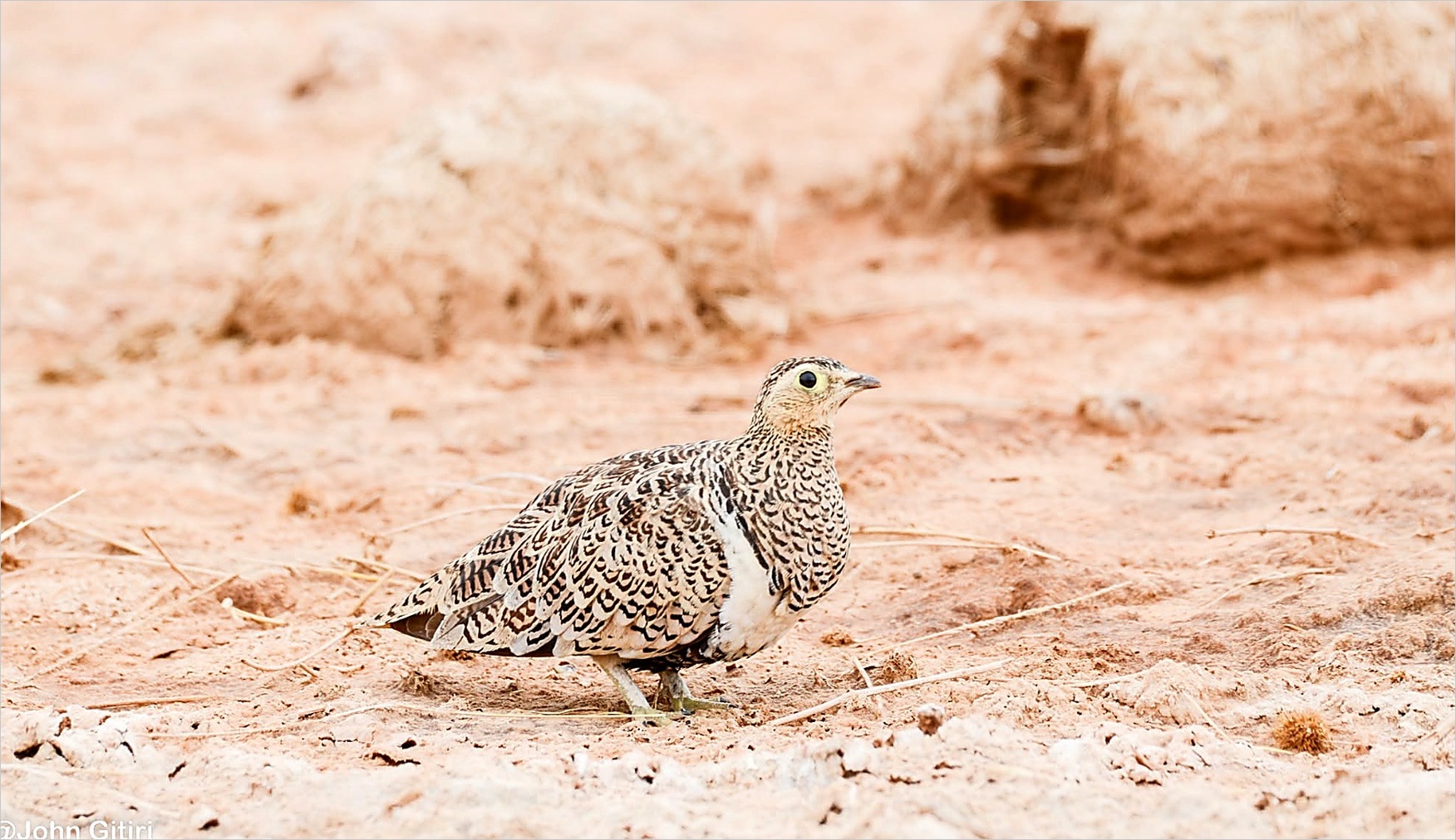 Black Faced Sandgrouse