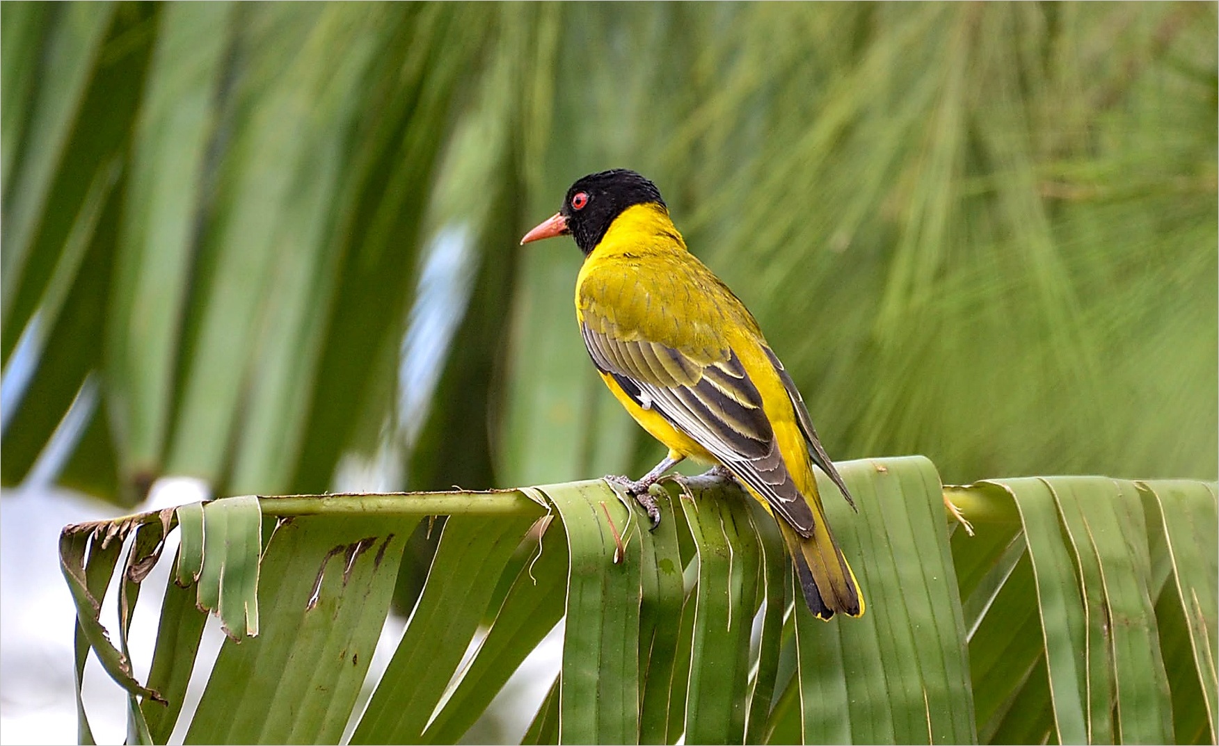 Black Headed Oriole