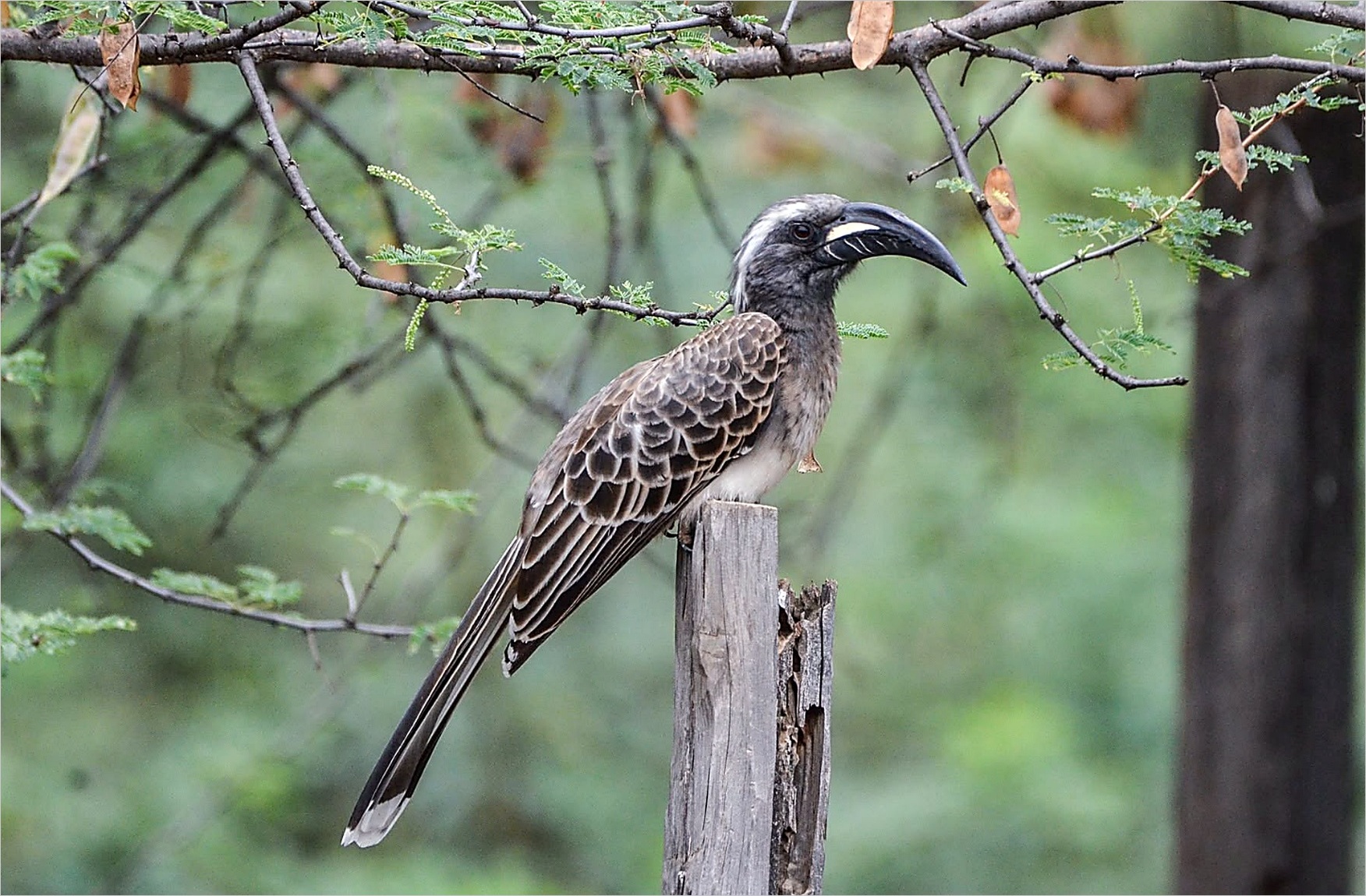 Uganda Albertine Rift Birding